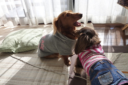 チャッピー & ラン