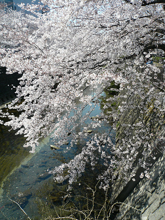2012 サクラ 5