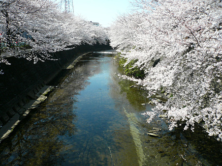 2012 サクラ 6