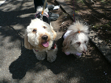 120408_koo_mira_11