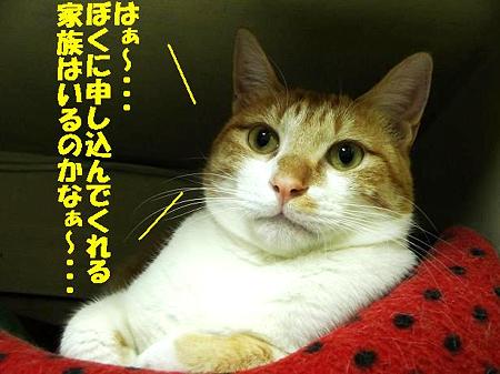 メイプル