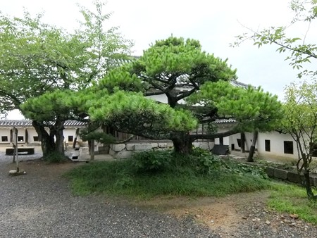 松山城17
