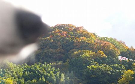 裏山