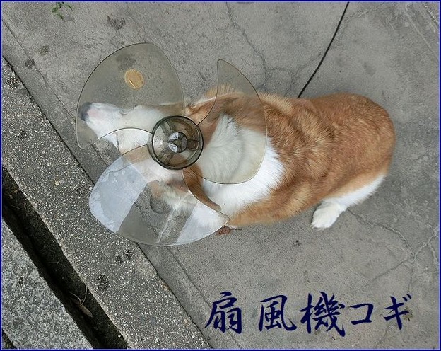 コーギー