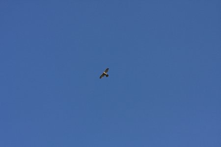 2012.02.10　和泉川　オオタカ