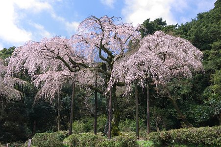 2012.04.12　入生田　長興山　枝垂れ桜