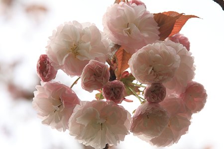 2012.04.21　和泉川　八重桜
