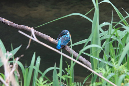 2012.05.04　和泉川　カワセミ