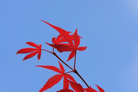 2012.05.16　和泉川　モミジ