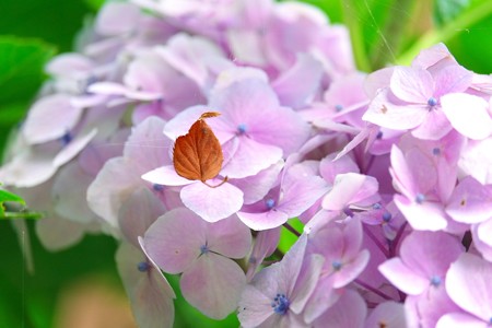 2015.06.16　追分市民の森　枯葉　背景・紫陽花