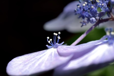 2015.06.20　瀬谷市民の森　紫陽花　開花