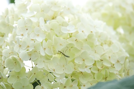 2015.06.22　和泉川　紫陽花でカマキリ