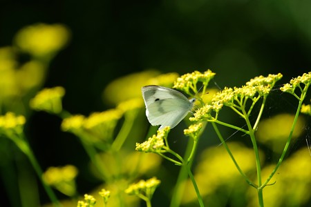 2015.07.15　大船植物園　オミナエシにモンシロチョウ