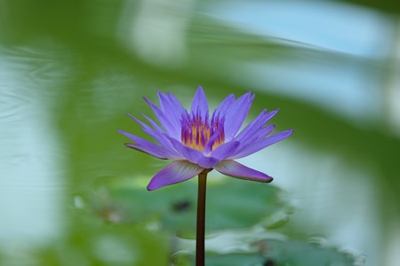 2015.07.15　大船植物園　スイレン　Purple