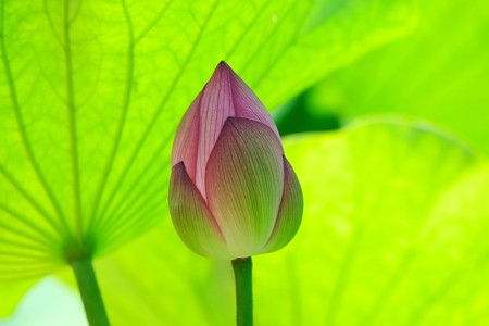 2015.07.15　大船植物園　ハス　日陰で蕾