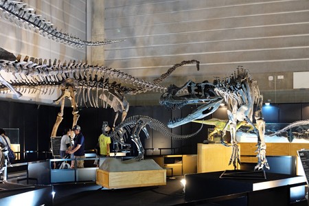2015.07.27　2015 ヨコハマ恐竜博　展示室