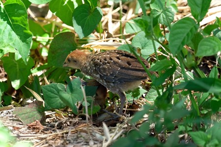 2015.08.06　和泉川　コジュケイ　幼鳥