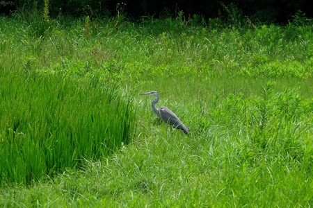 2015.08.08　追分市民の森　田圃で蜻蛉獲りのアオサギ