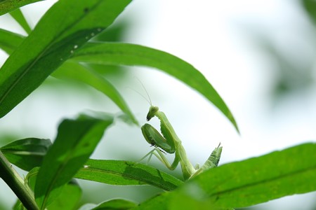 2015.08.13　追分市民の森　カマキリ　潜む