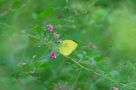 2015.08.18　追分市民の森　萩にキチョウ