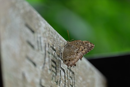 2015.09.12　追分市民の森　道標にサトキマダラヒカゲ