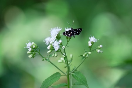 2015.09.23 追分市民の森 マルバフジバカマへ シロモンノメイガ