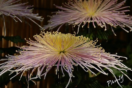 菊の花・・6