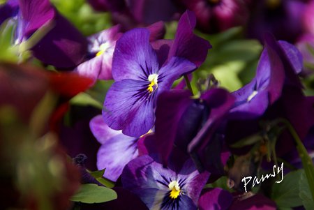 pansy..1