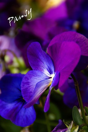 pansy..2