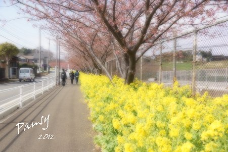 桜と・・菜の花の径・・