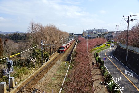 京急と・・桜の道・・
