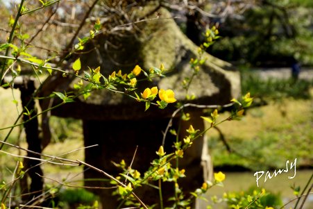 卯月の三渓園 ３