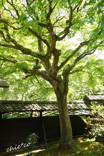 東慶寺~水無月-296