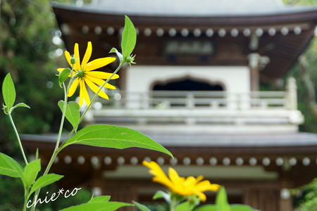 浄智寺-195