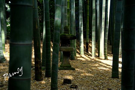 報国寺竹林にて・・5