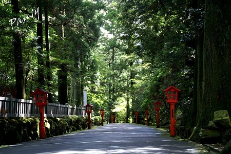 杉並木の参道・・箱根神社・・5