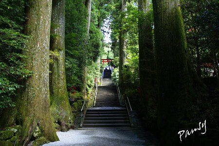 大杉に守られて・・箱根神社・・6