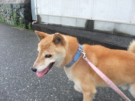 散歩楽しいか?