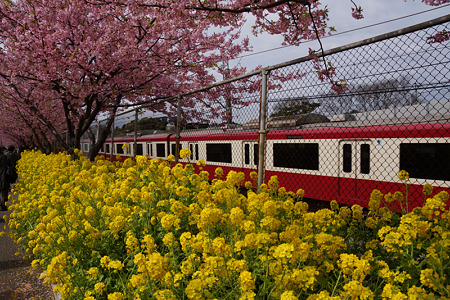 菜の花と電車!(120319)