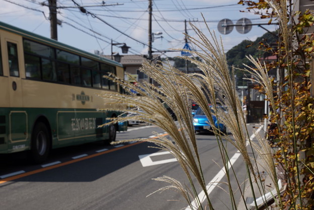 初秋のススキ20150912