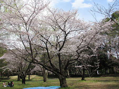 桜