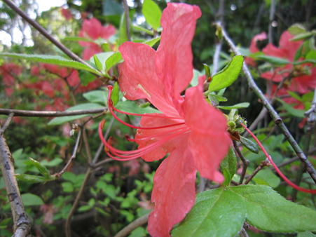 花 4