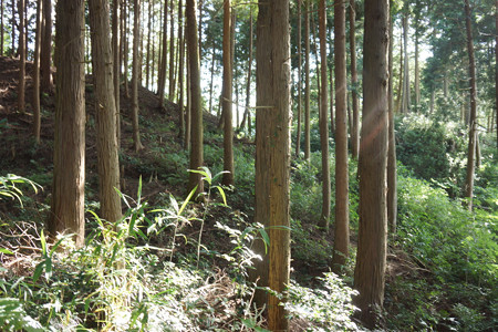 殿山城 - 04
