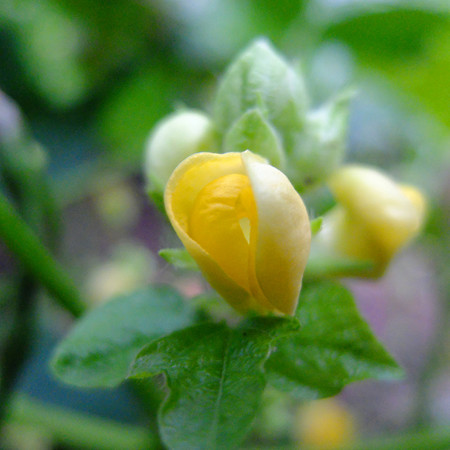 DSCF0708