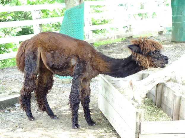 謎の生物