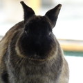 Photos: うさっち