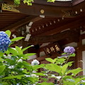 rs-150630_13_薬師堂と紫陽花・SL(妙楽寺) (3)