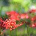 彼岸花