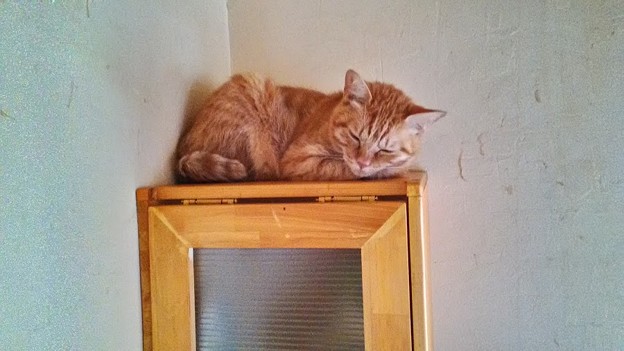 眠りネコ