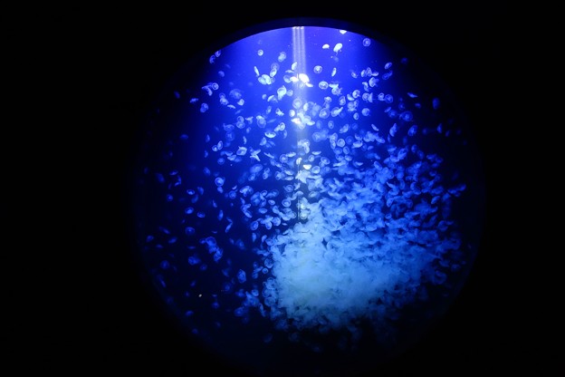 加茂水族館DSC04004